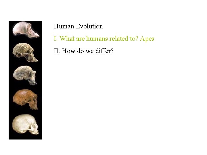 Human Evolution I. What are humans related to? Apes II. How do we differ?