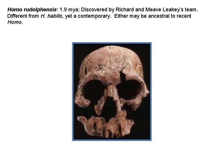 Homo rudolphensis: 1. 9 mya; Discovered by Richard and Meave Leakey’s team. Different from