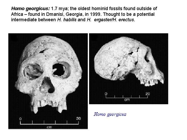 Homo georgicus: 1. 7 mya; the oldest hominid fossils found outside of Africa –