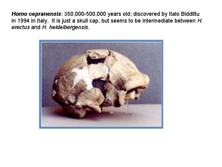 Homo cepranensis: 350, 000 -500, 000 years old; discovered by Italo Biddittu in 1994