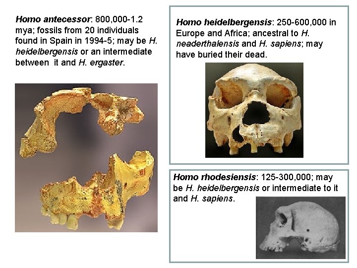 Homo antecessor: 800, 000 -1. 2 mya; fossils from 20 individuals found in Spain