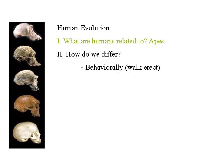 Human Evolution I. What are humans related to? Apes II. How do we differ?