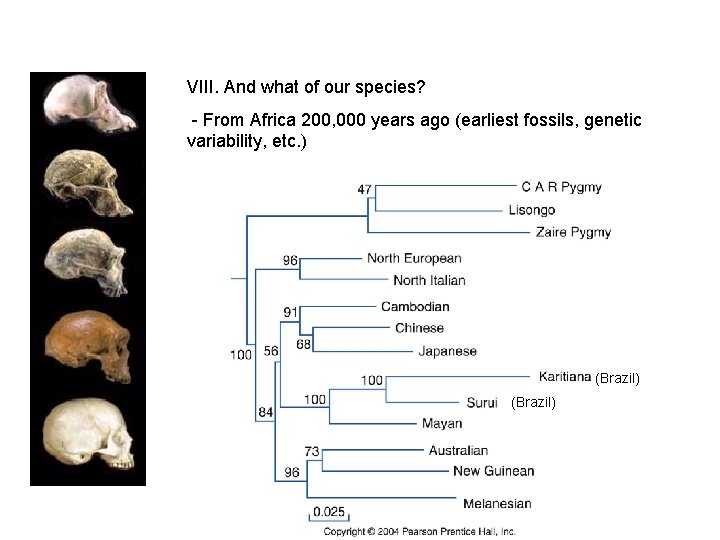 VIII. And what of our species? - From Africa 200, 000 years ago (earliest