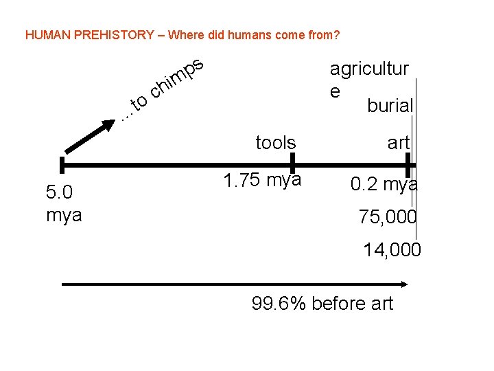 HUMAN PREHISTORY – Where did humans come from? s p m to agricultur e