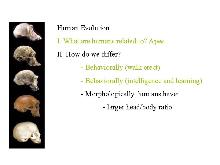 Human Evolution I. What are humans related to? Apes II. How do we differ?