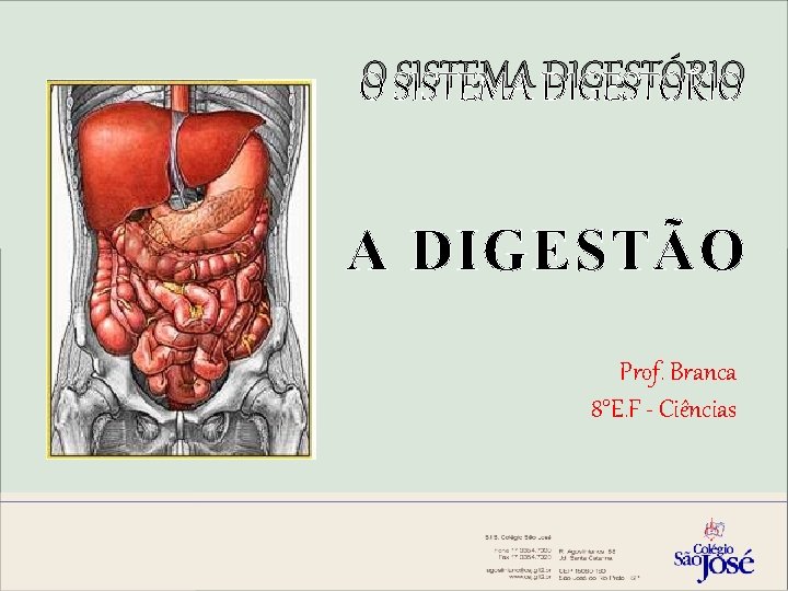 O SISTEMA DIGESTÓRIO A DIGESTÃO Prof. Branca 8°E. F - Ciências 