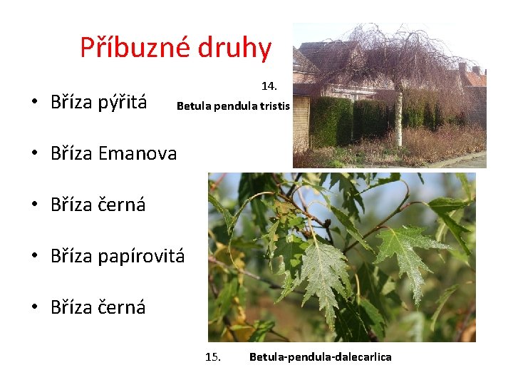 Příbuzné druhy • Bříza pýřitá 14. Betula pendula tristis • Bříza Emanova • Bříza