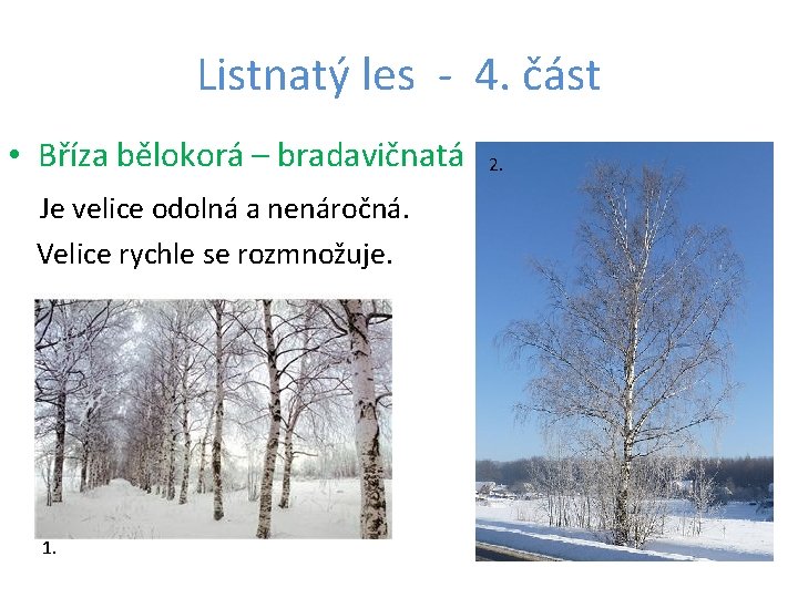 Listnatý les - 4. část • Bříza bělokorá – bradavičnatá Je velice odolná a