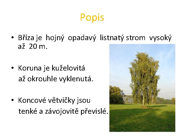 Popis • Bříza je hojný opadavý listnatý strom vysoký až 20 m. • Koruna