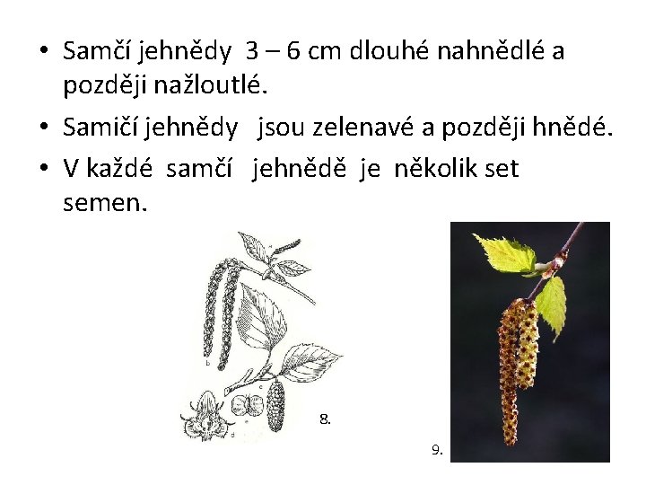  • Samčí jehnědy 3 – 6 cm dlouhé nahnědlé a později nažloutlé. •