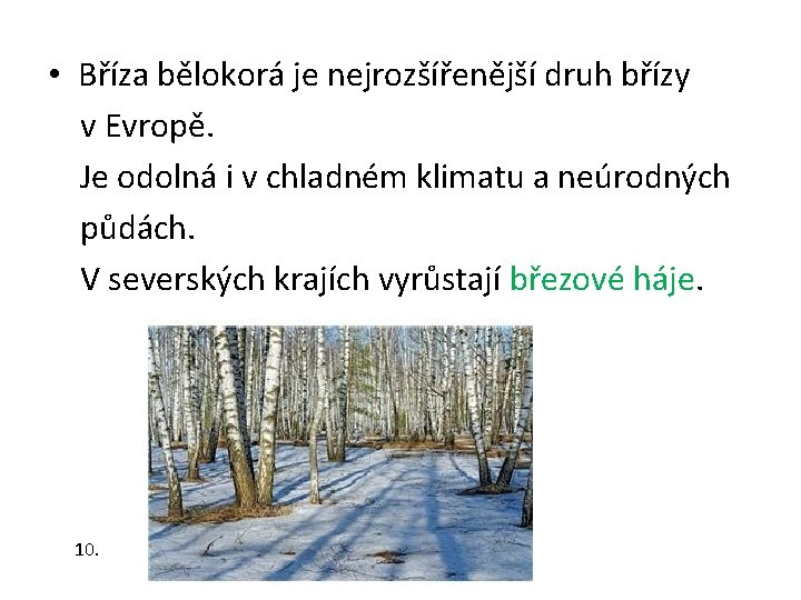  • Bříza bělokorá je nejrozšířenější druh břízy v Evropě. Je odolná i v