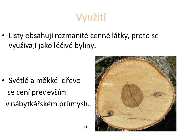 Využití • Listy obsahují rozmanité cenné látky, proto se využívají jako léčivé byliny. •