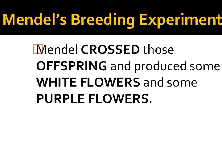 Mendel’s Breeding Experiment � Mendel CROSSED those OFFSPRING and produced some WHITE FLOWERS and