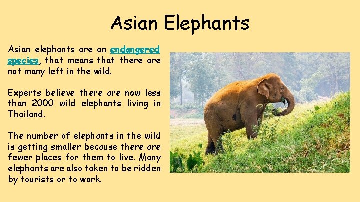 Asian Elephants Asian elephants are an endangered species, that means that there are not
