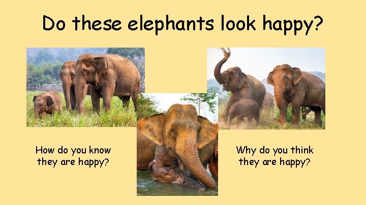 Do these elephants look happy? How do you know they are happy? Why do