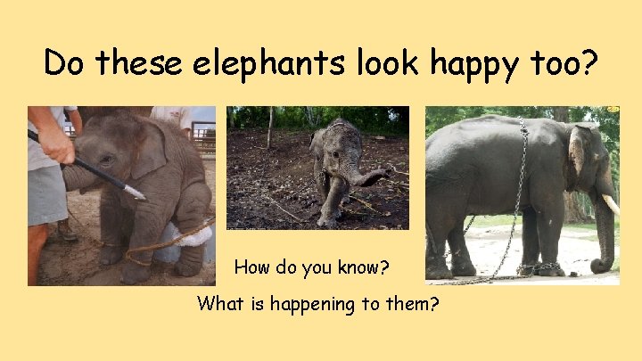 Do these elephants look happy too? How do you know? What is happening to