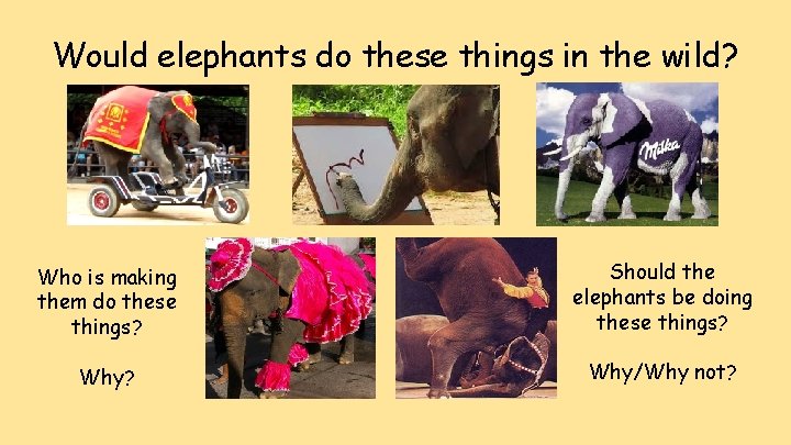 Would elephants do these things in the wild? Who is making them do these