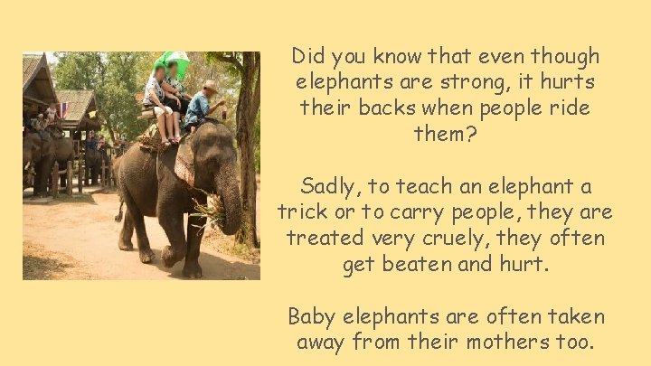 Did you know that even though elephants are strong, it hurts their backs when