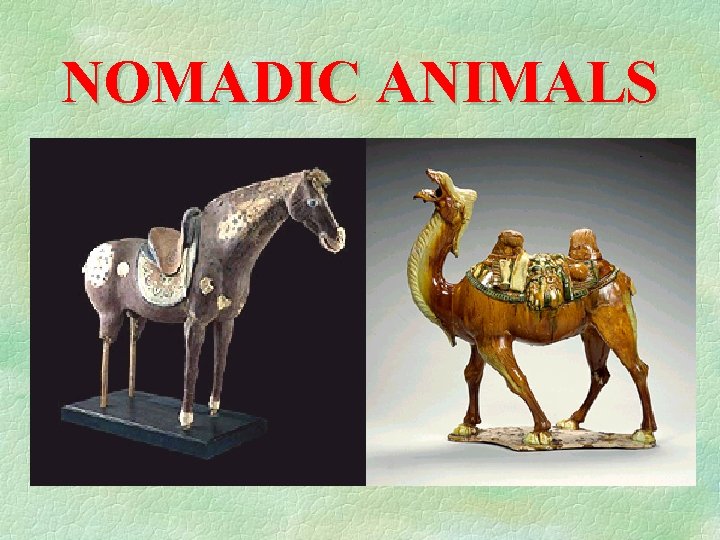 NOMADIC ANIMALS 