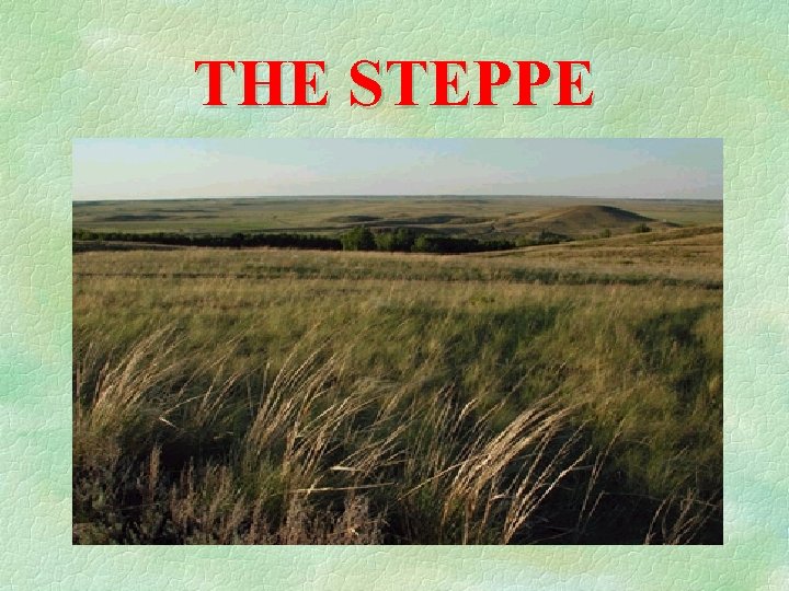 THE STEPPE 