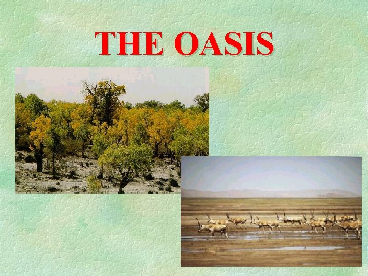 THE OASIS 