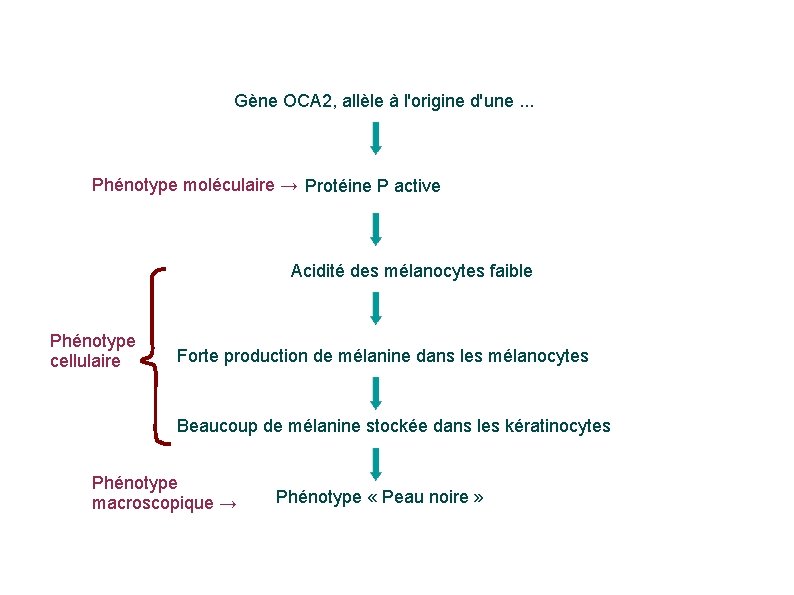 Gène OCA 2, allèle à l'origine d'une. . . Phénotype moléculaire → Protéine P