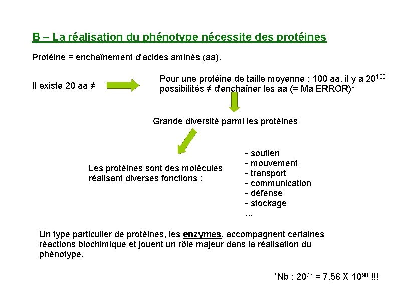 B – La réalisation du phénotype nécessite des protéines Protéine = enchaînement d'acides aminés