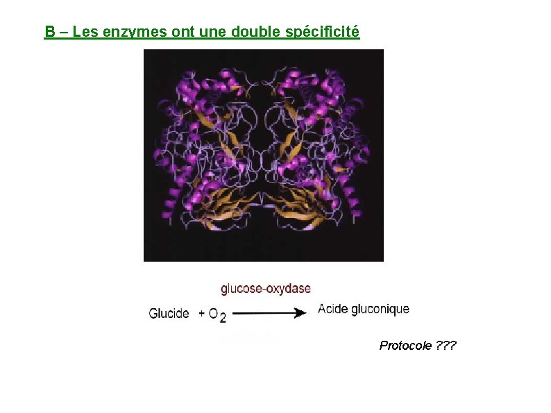 B – Les enzymes ont une double spécificité Protocole ? ? ? 