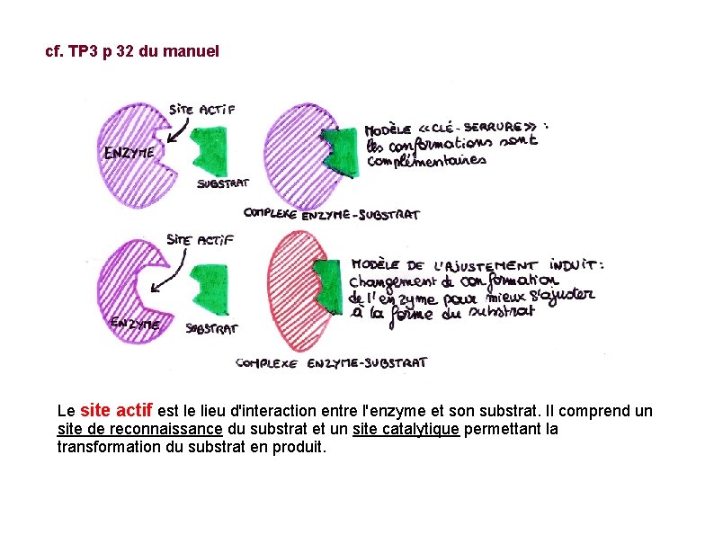 cf. TP 3 p 32 du manuel Le site actif est le lieu d'interaction