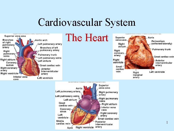 Cardiovascular System The Heart 1 