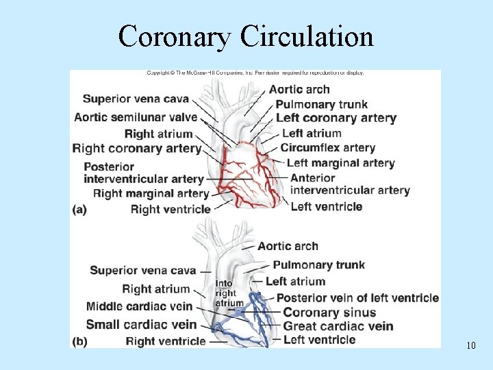 Coronary Circulation 10 