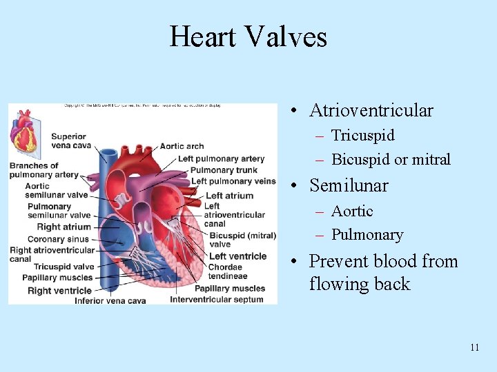 Heart Valves • Atrioventricular – Tricuspid – Bicuspid or mitral • Semilunar – Aortic