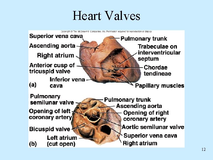 Heart Valves 12 