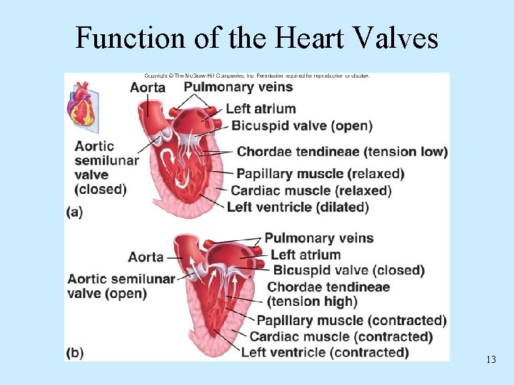 Function of the Heart Valves 13 