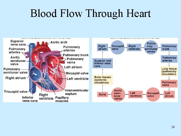 Blood Flow Through Heart 14 