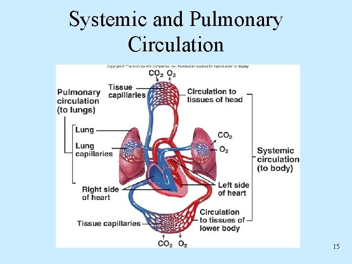 Systemic and Pulmonary Circulation 15 