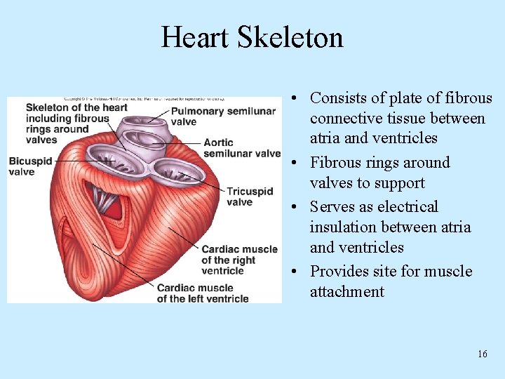 Heart Skeleton • Consists of plate of fibrous connective tissue between atria and ventricles