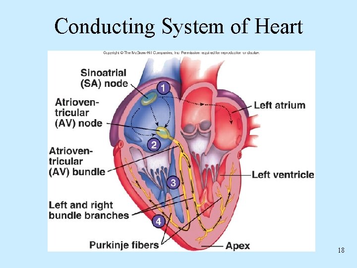 Conducting System of Heart 18 