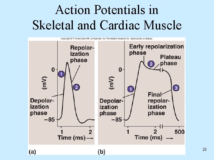 Action Potentials in Skeletal and Cardiac Muscle 20 