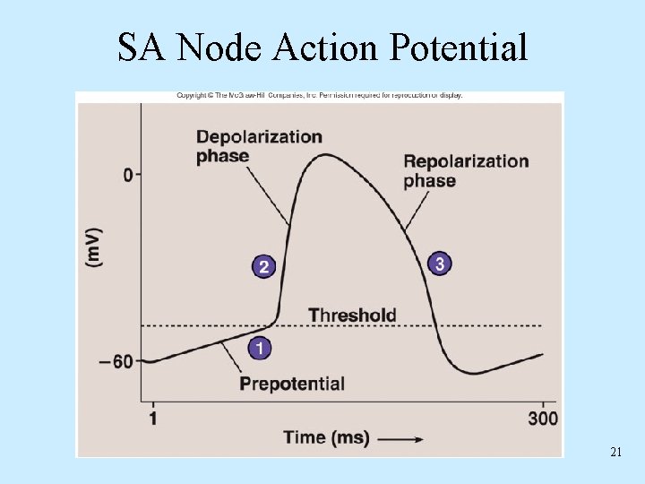 SA Node Action Potential 21 