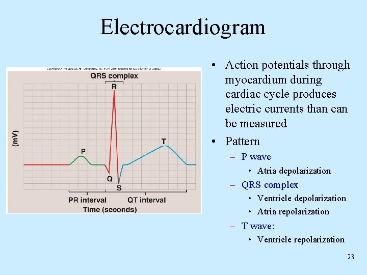 Electrocardiogram • Action potentials through myocardium during cardiac cycle produces electric currents than can