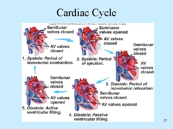 Cardiac Cycle 27 