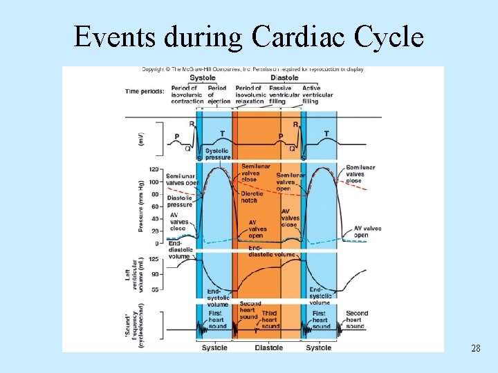 Events during Cardiac Cycle 28 