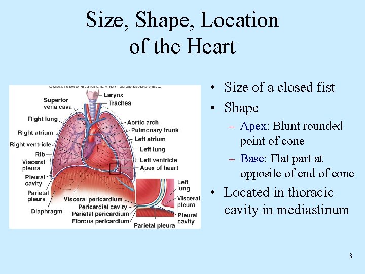 Size, Shape, Location of the Heart • Size of a closed fist • Shape