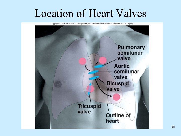 Location of Heart Valves 30 