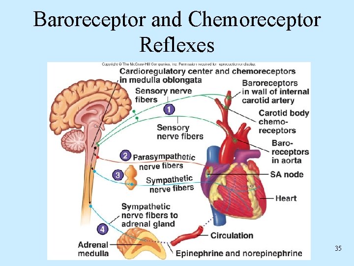 Baroreceptor and Chemoreceptor Reflexes 35 