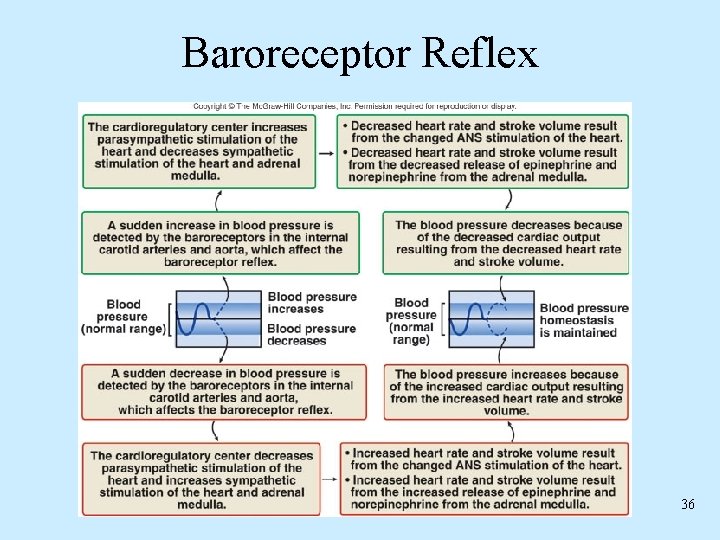 Baroreceptor Reflex 36 