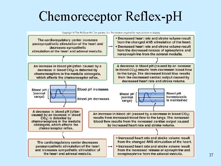 Chemoreceptor Reflex-p. H 37 