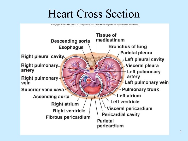 Heart Cross Section 4 