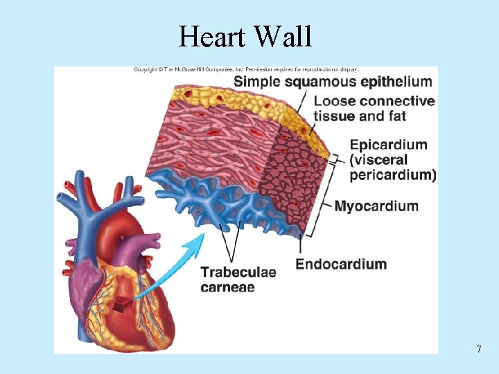 Heart Wall 7 